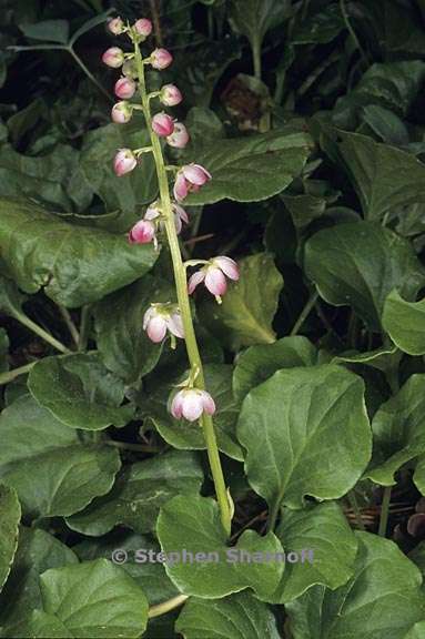 pyrola asarifolia ssp asarifolia 2 graphic